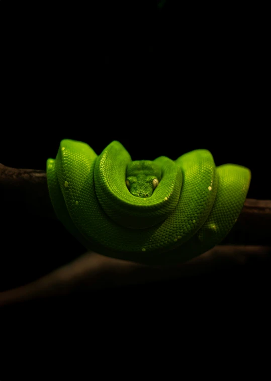 green snake with white dots on its chest