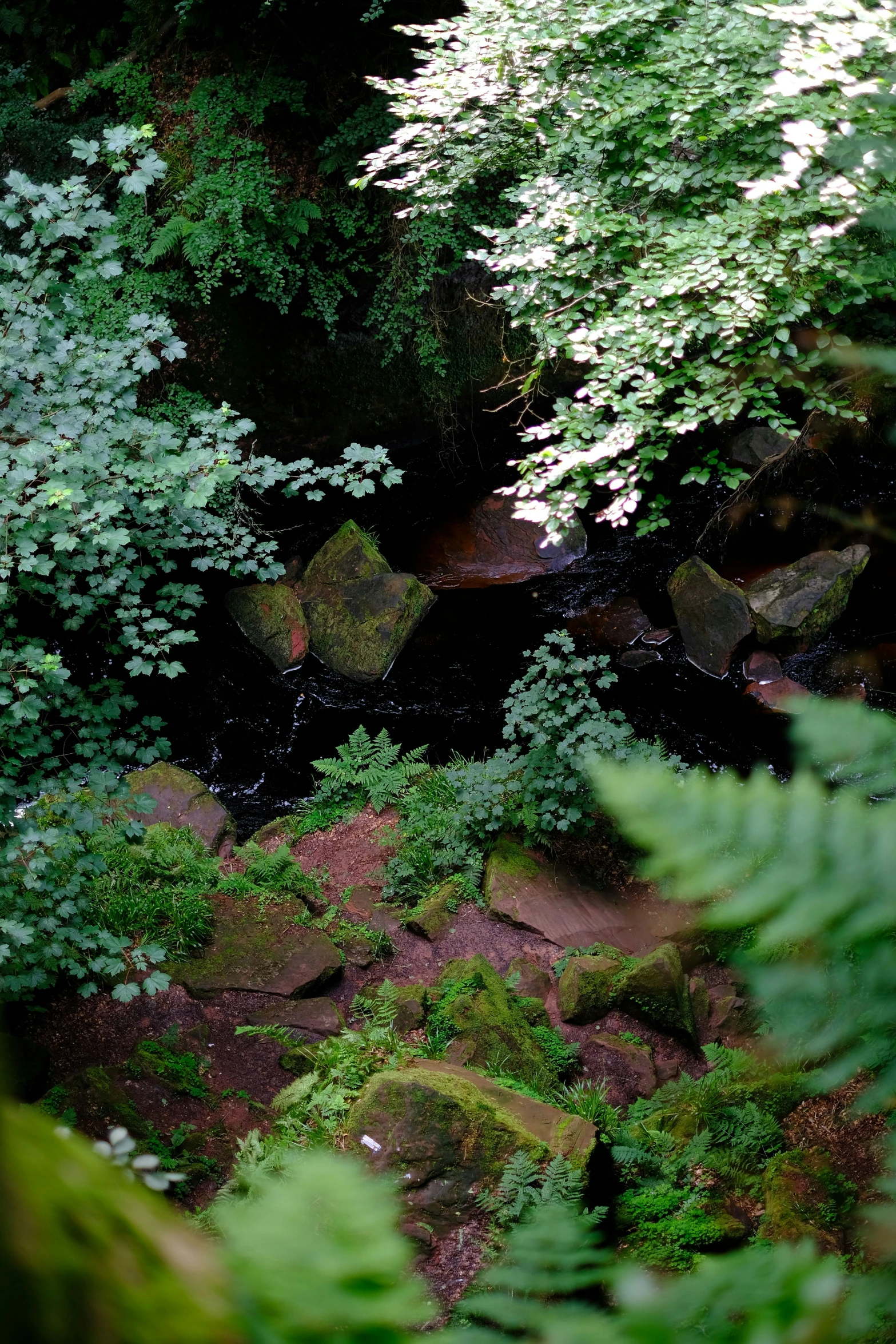 the view of a green forest through the leaves