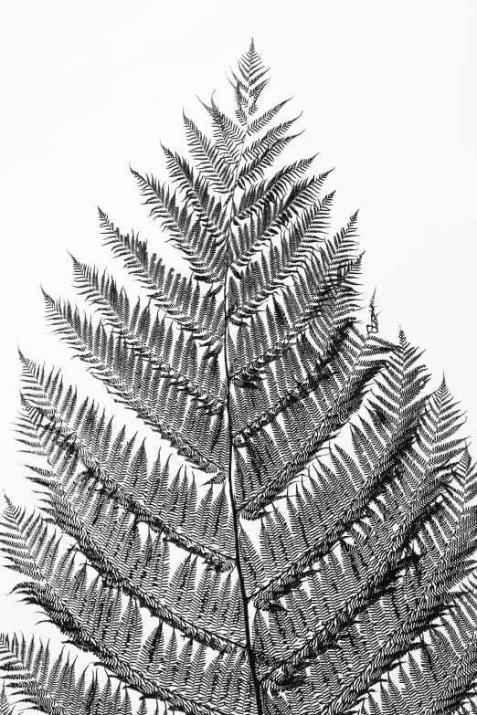 the picture shows the underside of an evergreen tree, with the needles pointing straight and very thin