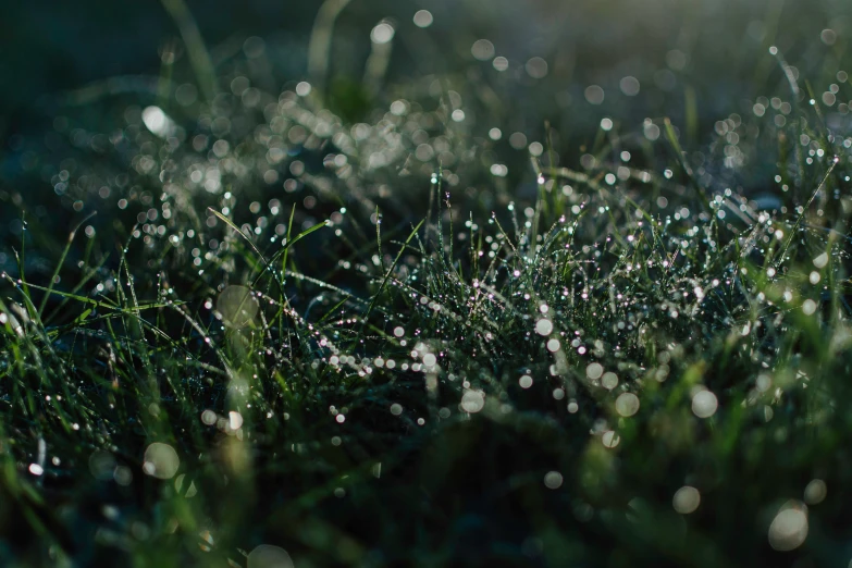 a field covered with drops of water