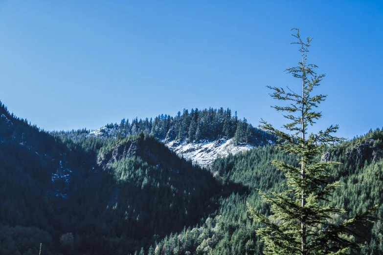 the trees are green on a hill