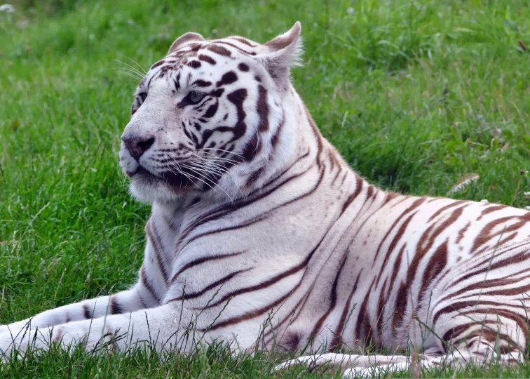 a white tiger laying down in the grass