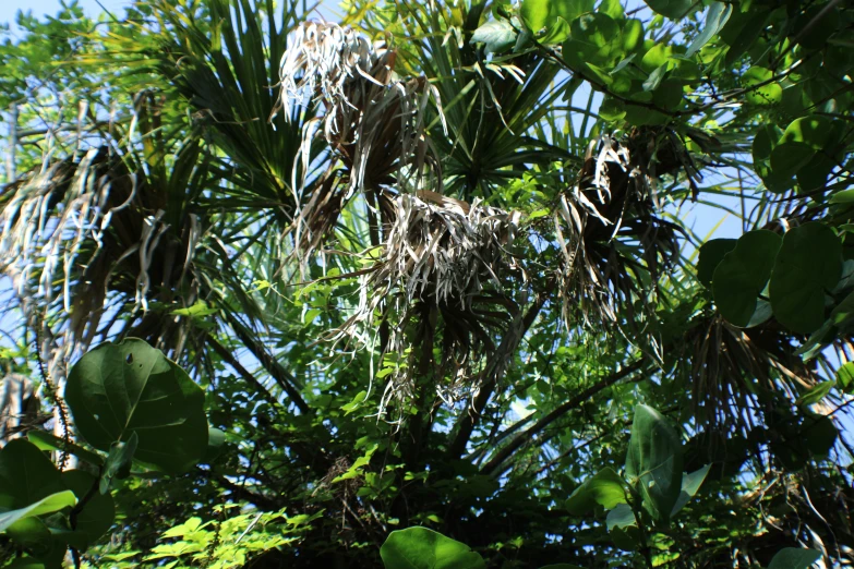 a view of a tree with some strange looking green leaves