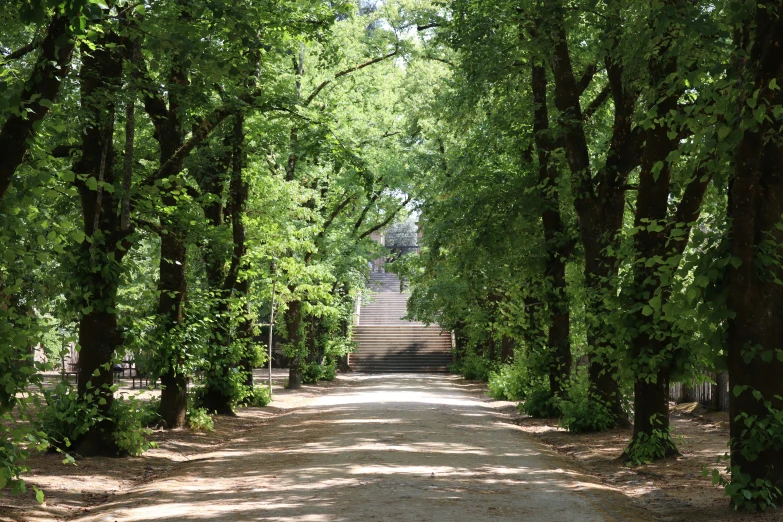 the walkway between the trees leading into the park