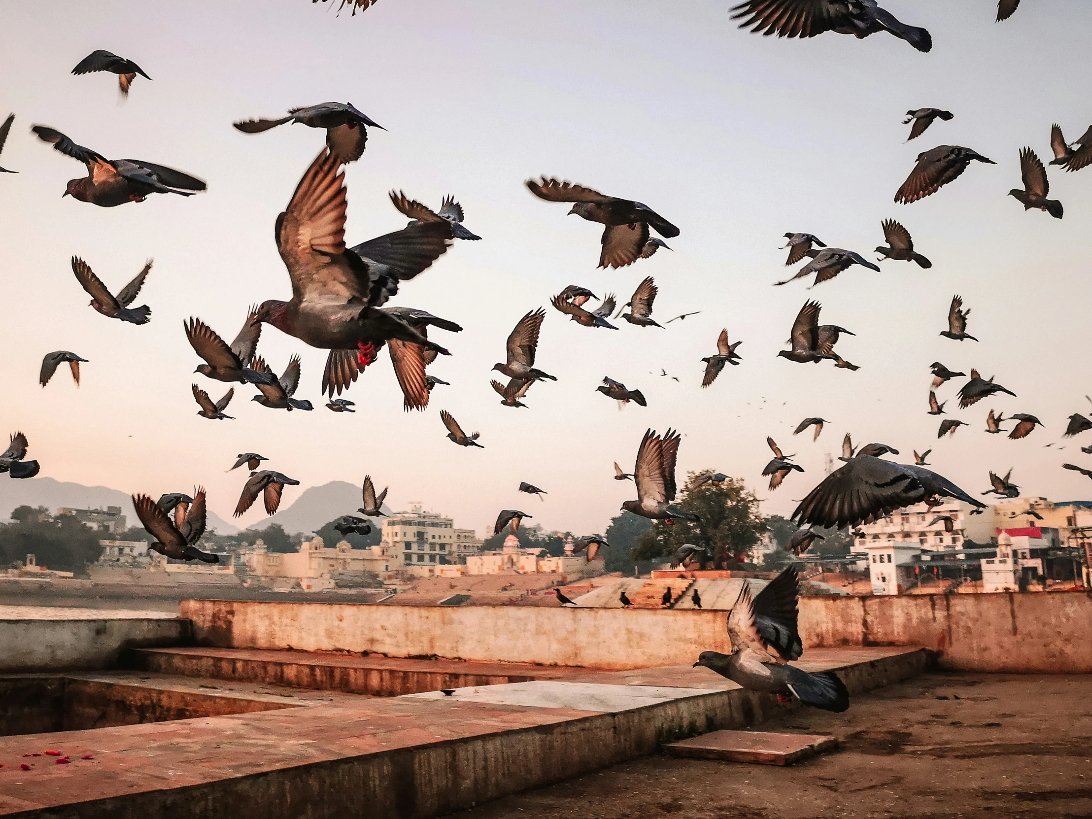 birds are flying around on the ground of a city