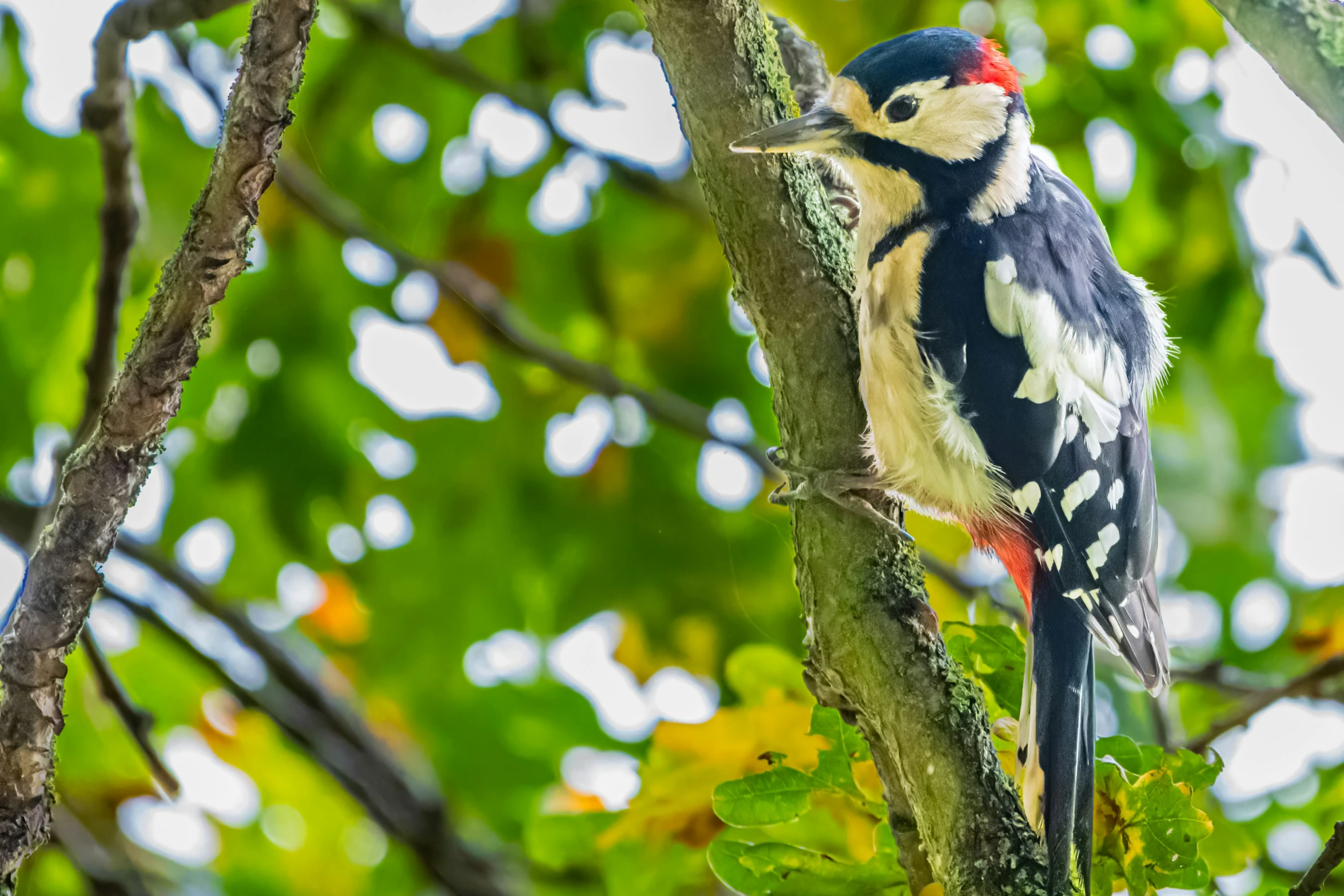 a brightly colored bird sits on a tree nch