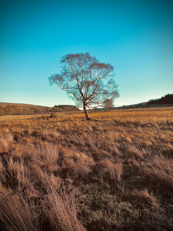 there is a very tall tree on the plains