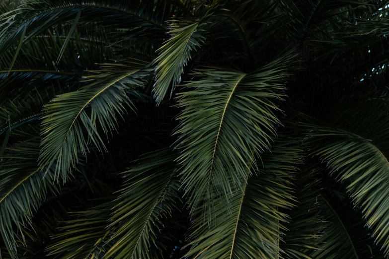 palm tree top with green leaves under it