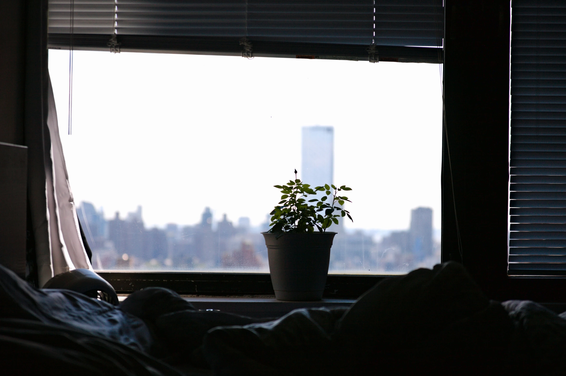 a plant that is in a pot near a window