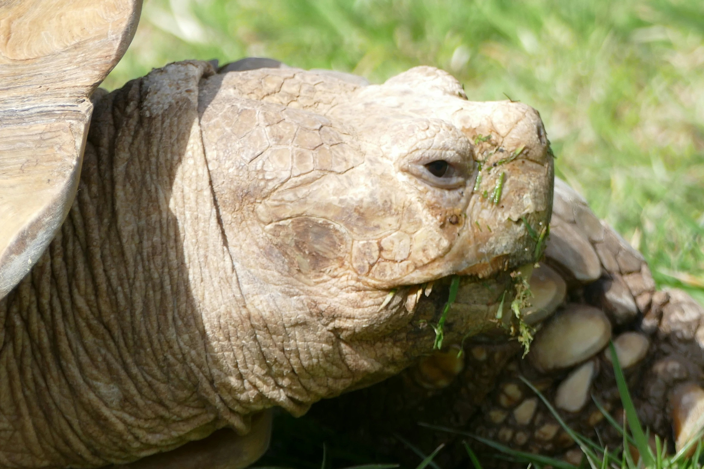 there is a turtle eating green grass on the grass