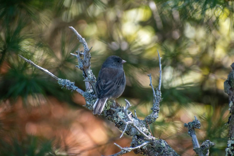 there is a black bird sitting on the nch