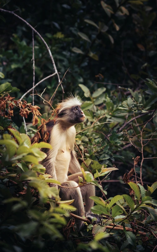 a monkey that is sitting in the trees