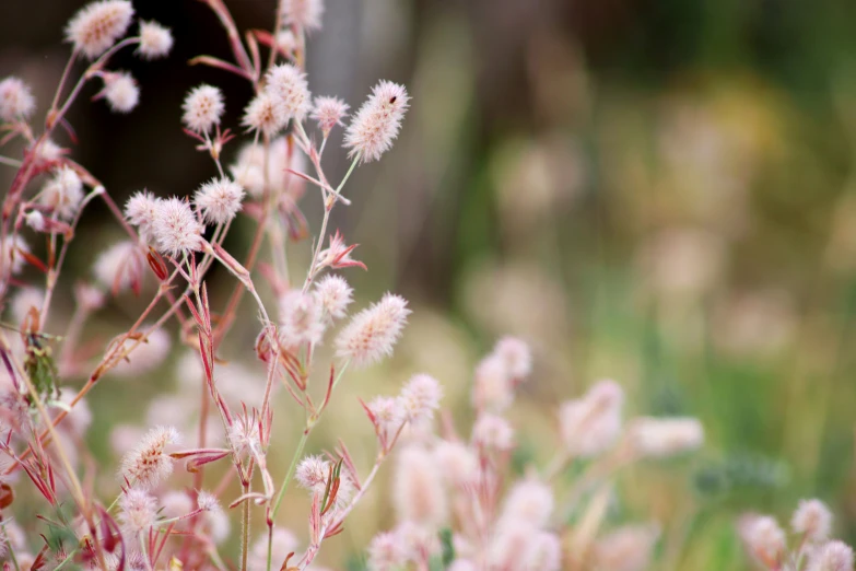 pink flowers in bloom are growing near a grassy area