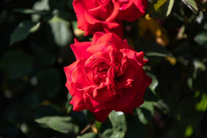 two red roses blooming in the middle of some nches
