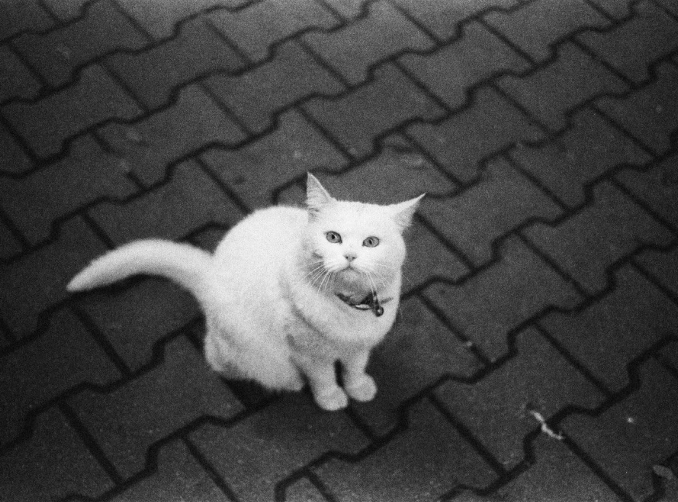 a cat is sitting on the ground with its collar tied