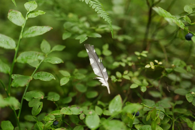 a white feather in a grassy area with green leaves