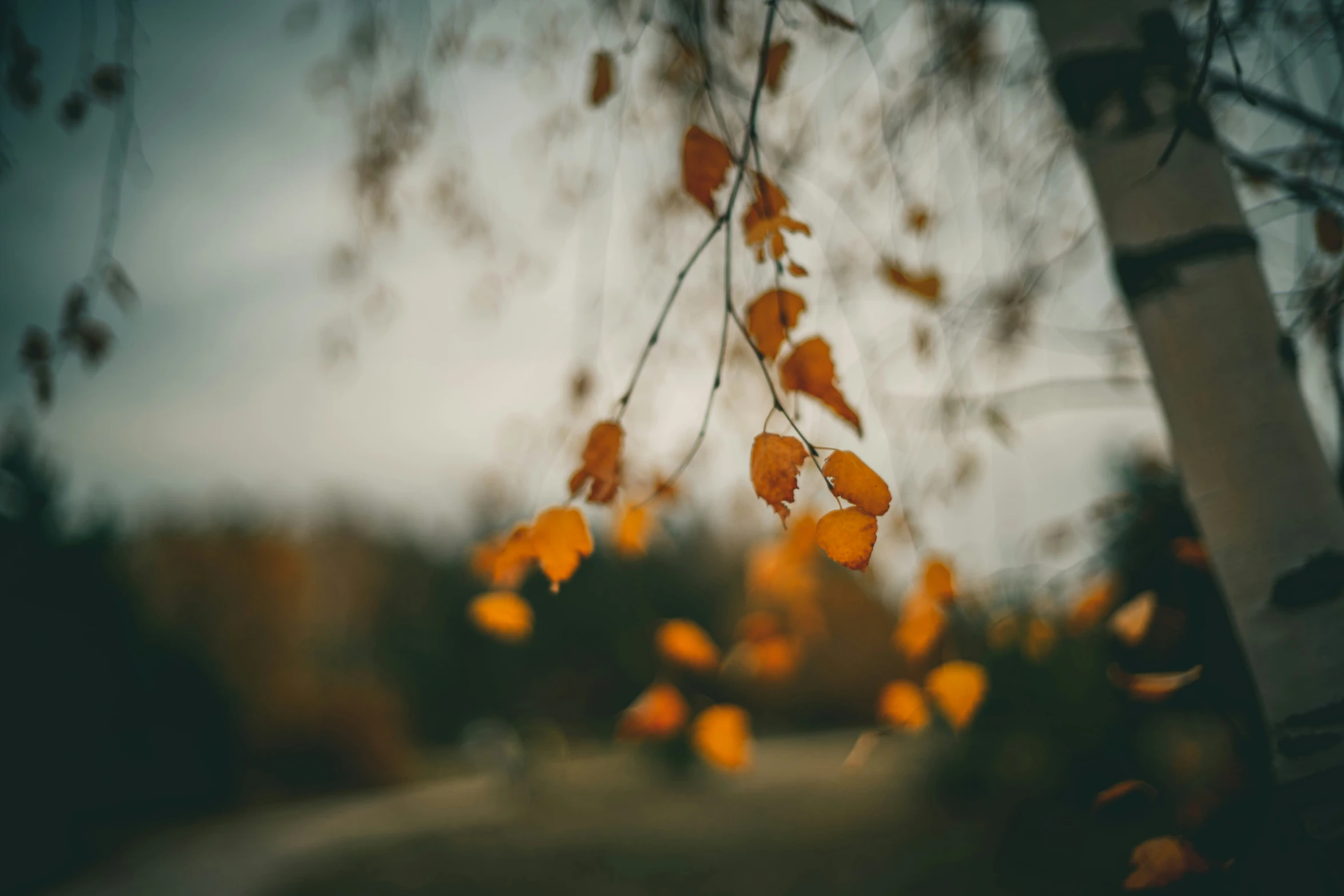 leaves on the trees are changing color in a blurry po