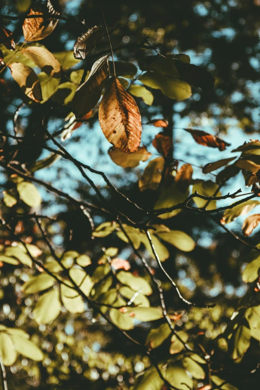 leaves hang on the nches of an oak tree