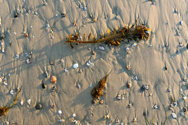 sea weed and other small seashells in the sand