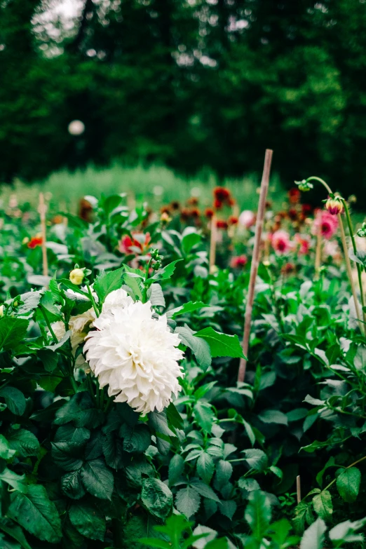 a field full of white flowers and green foliage