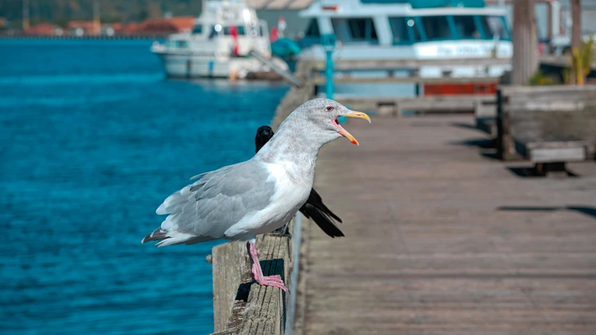 a seagull perched on a pier by the water