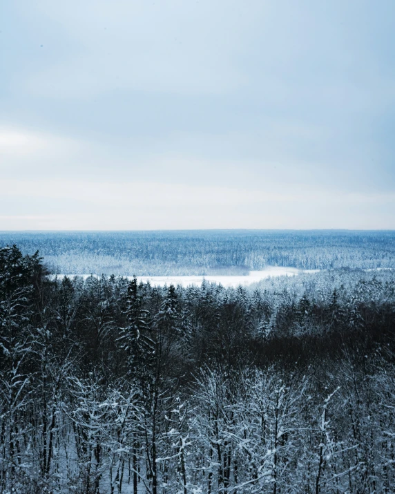 a forest of tall trees covered in snow