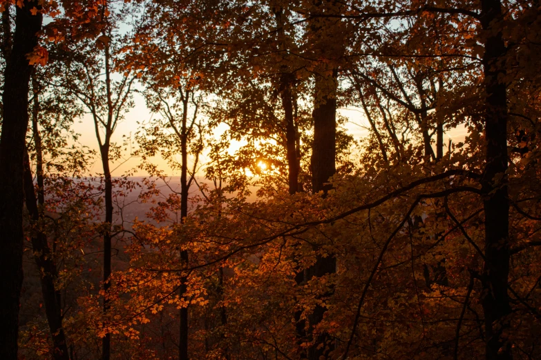 the trees with yellow leaves are all turning to red