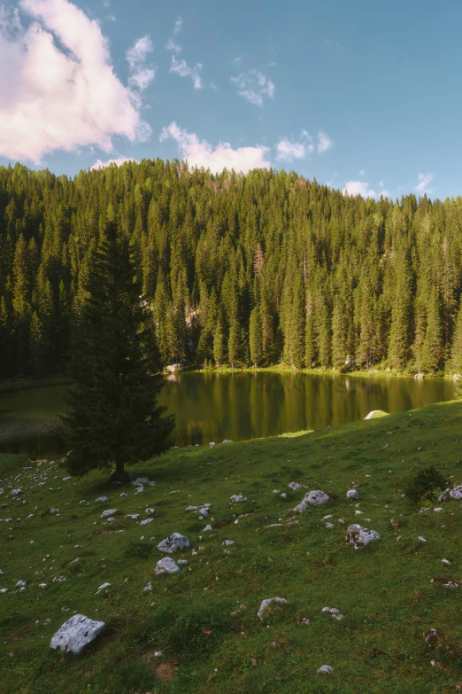 trees and grass surrounding a lake, with stones on the grass