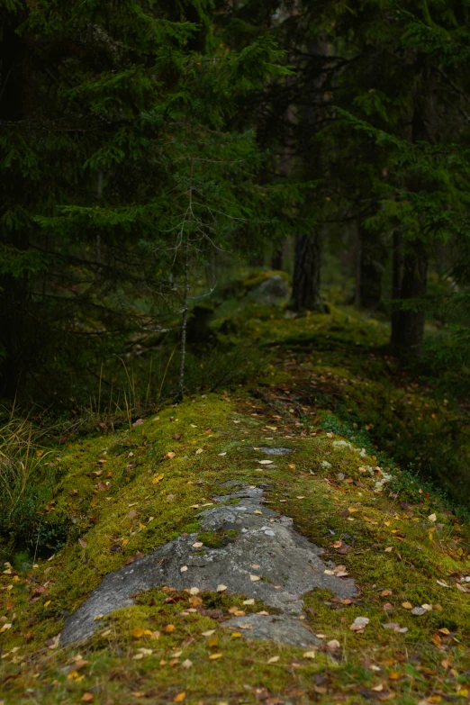 there is moss and rocks on the ground near a forest