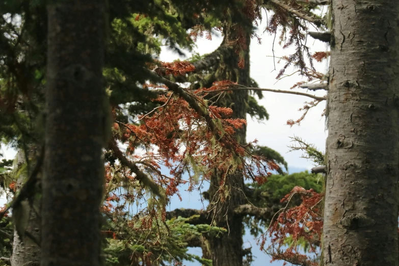 the trees are covered with red foliage near each other