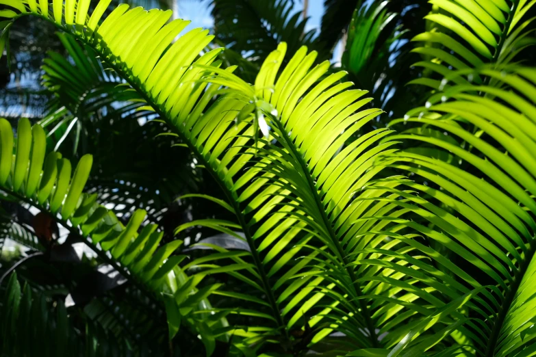 closeup of tropical plant leaves at daytime