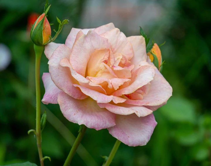an open pink rose with two petals on a stem