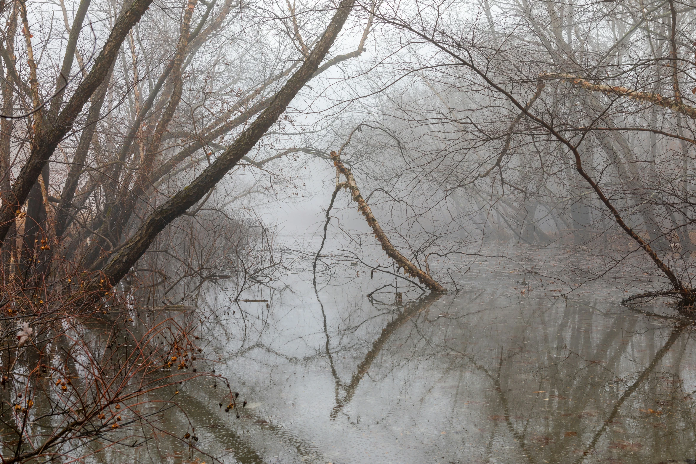 some water trees and fog and some nches