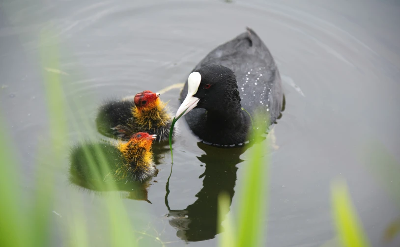 a mother duck with her two babies swimming together in the pond