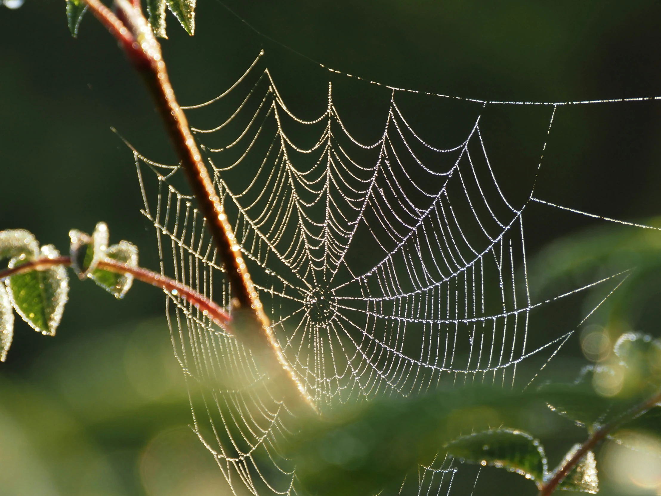 an image of some dew covered spiderweffs