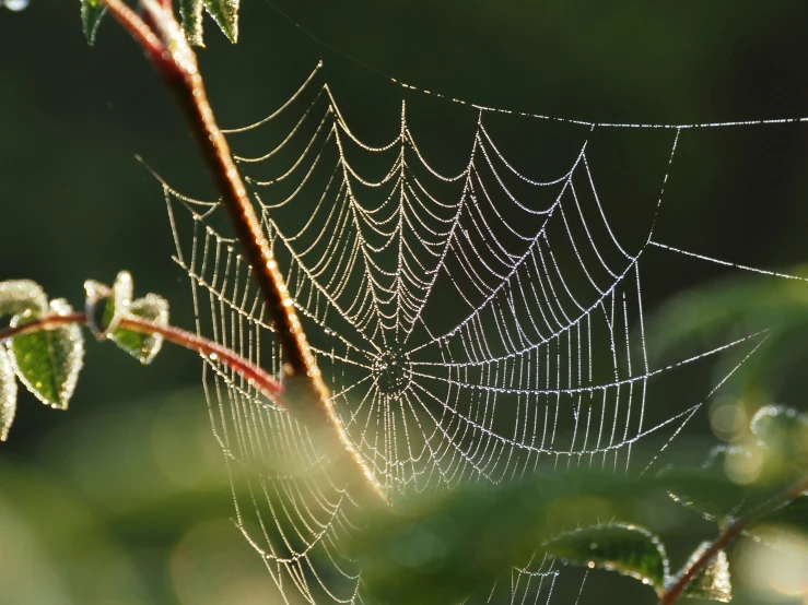an image of some dew covered spiderweffs