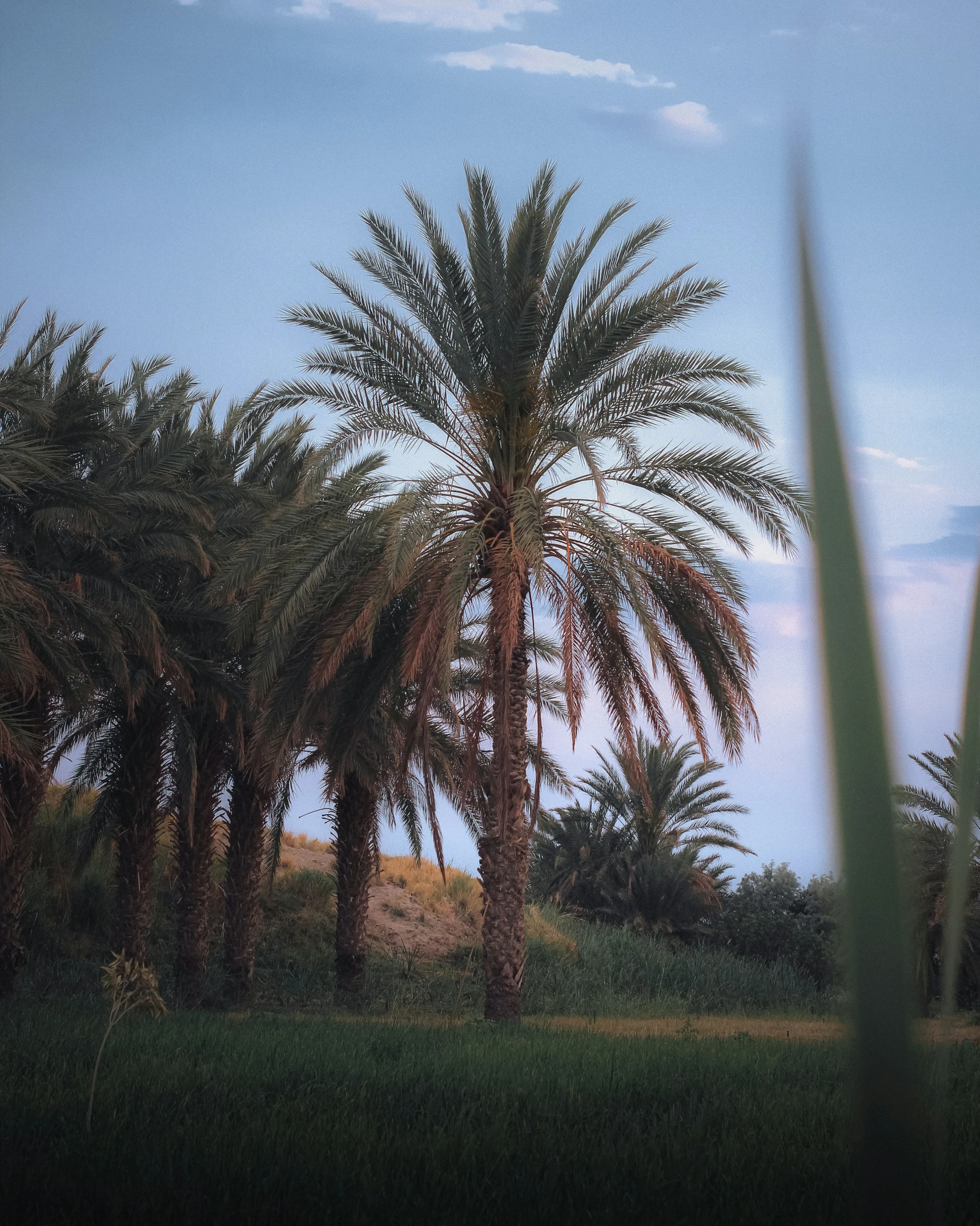 some very tall palm trees by some water