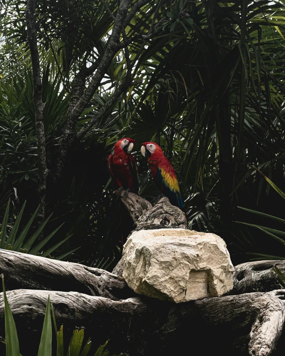 two large parrots sit on top of some rocks