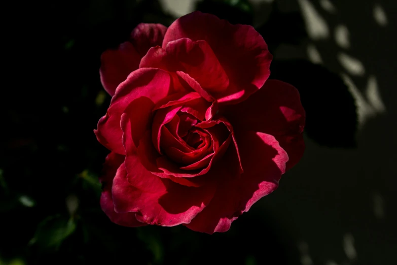 a red rose with a black background
