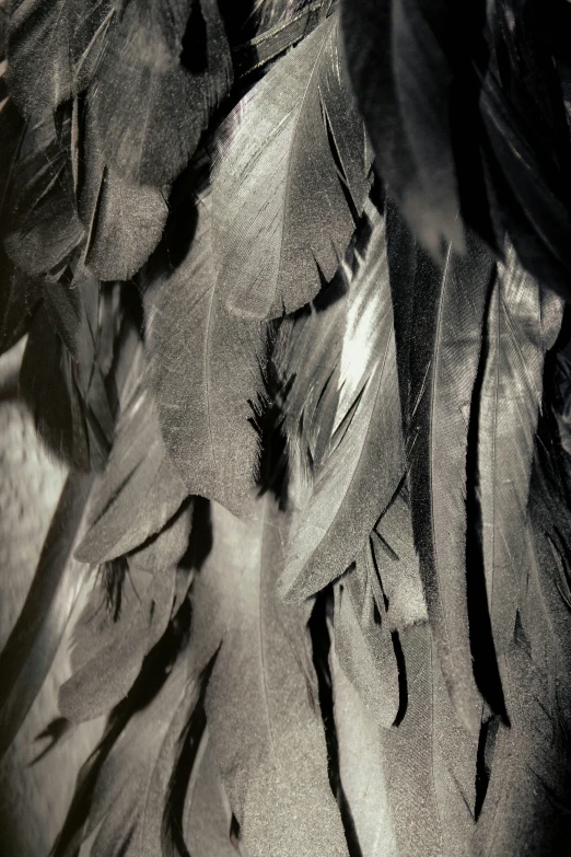 close up of feathers on a tree limb