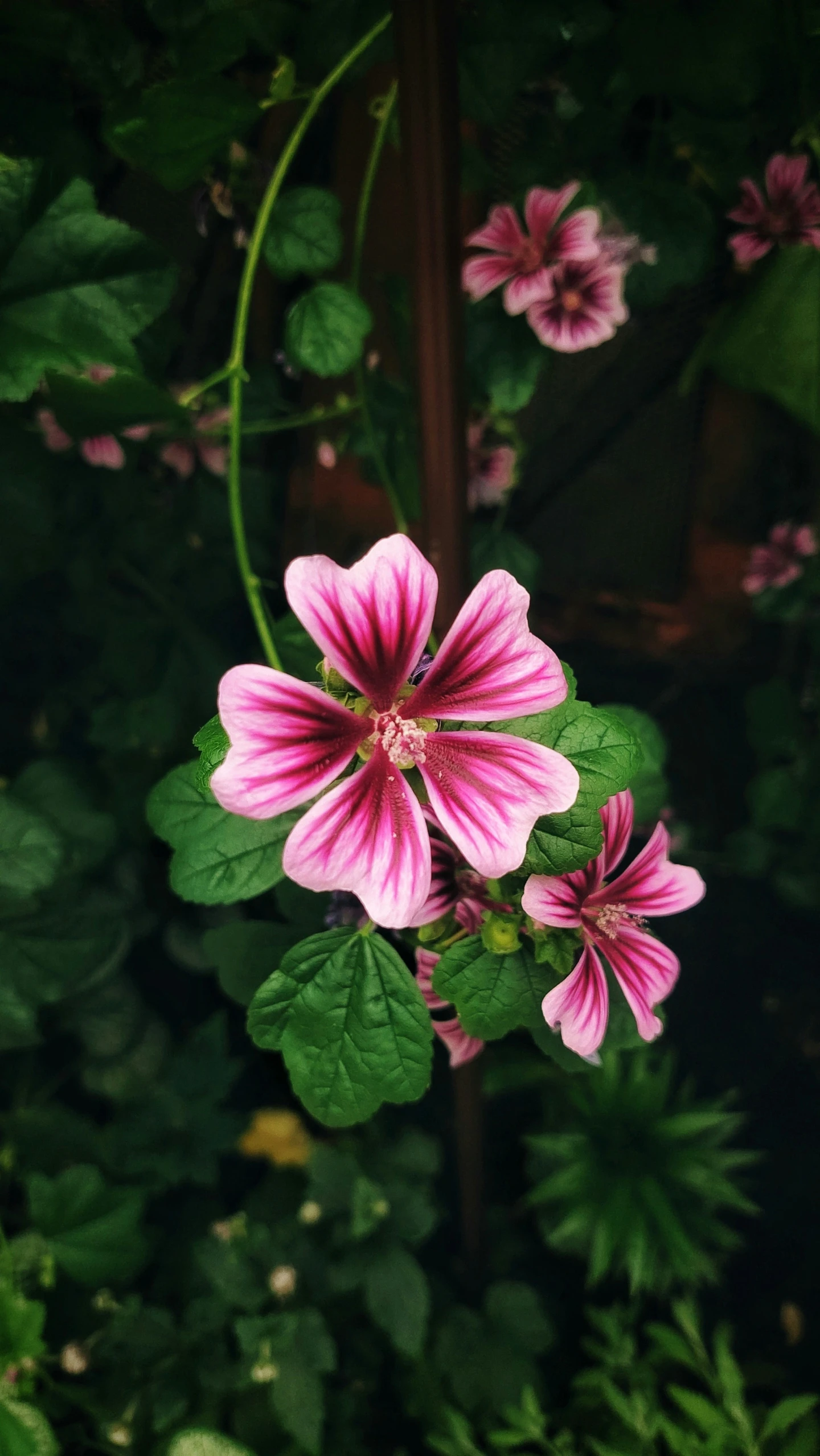 two flowers with pink centers surrounded by green leaves