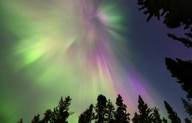 the aurora bore in the sky above a group of trees
