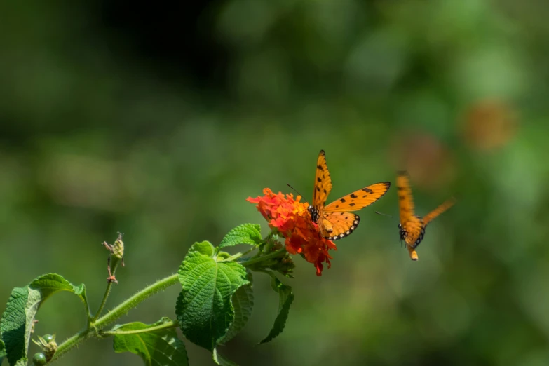 two erflies are on a flower in the forest