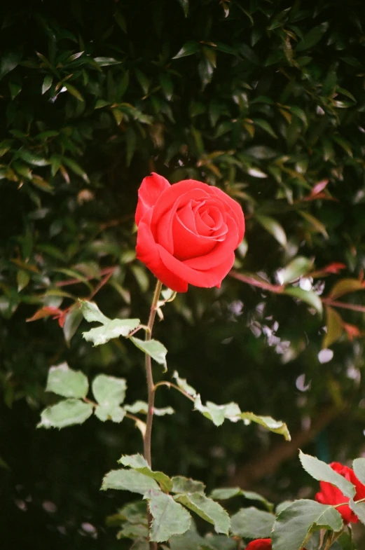 a single red rose is pictured on a nch