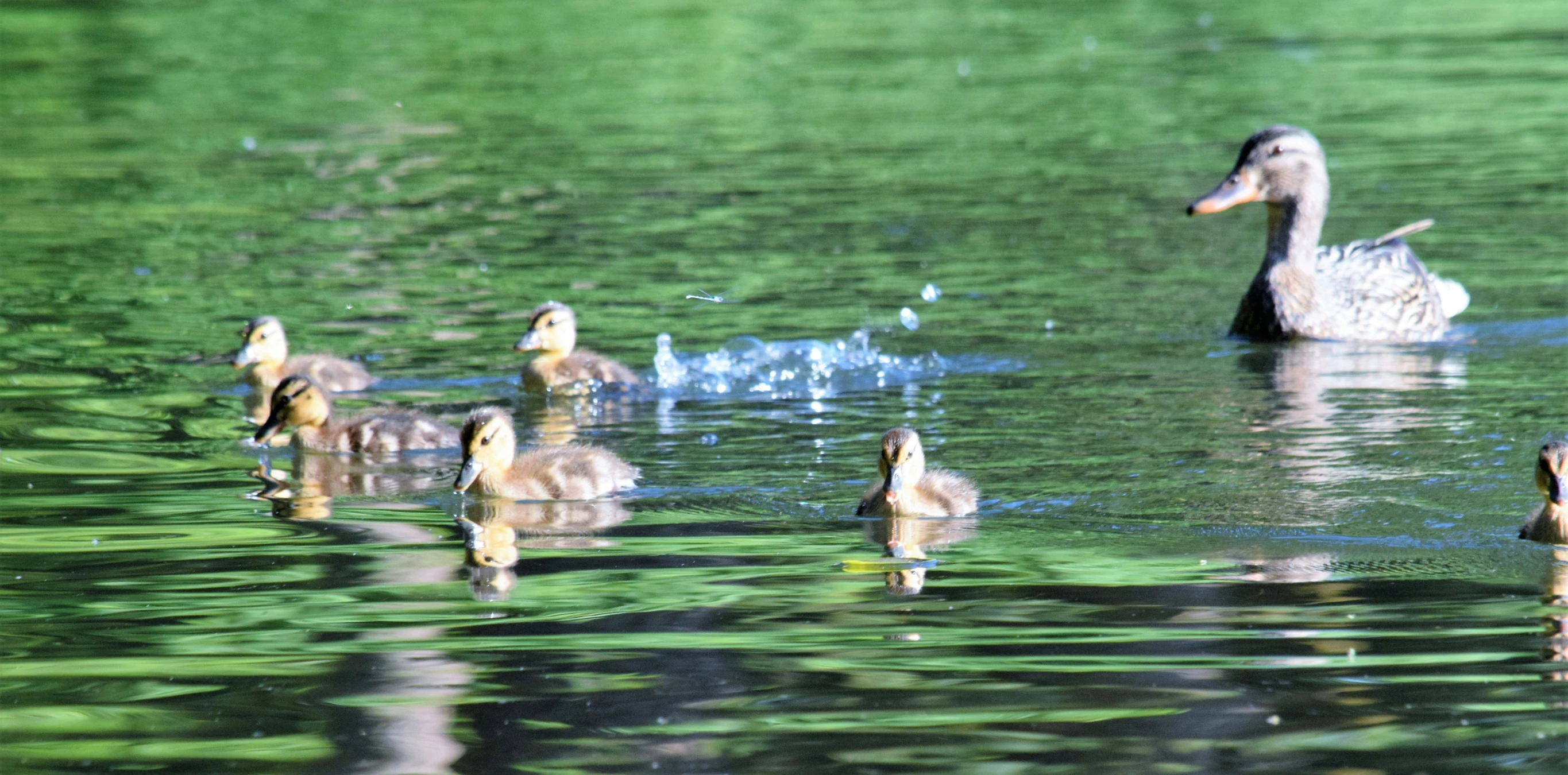 a large flock of ducks swimming across a lake