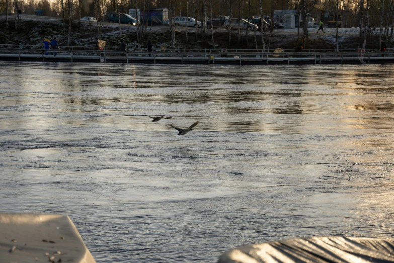 two birds flying over water while in the air