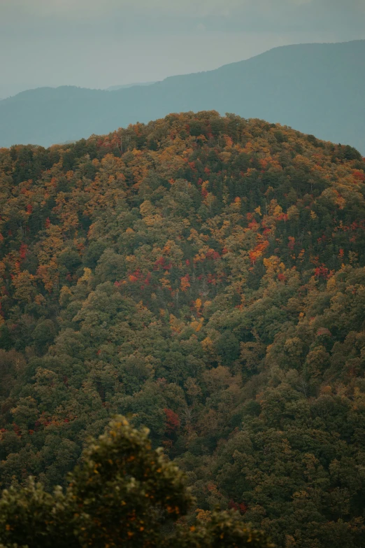 the mountains are covered with many trees