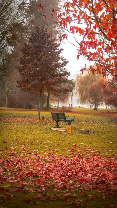 there is a bench in the middle of leaves