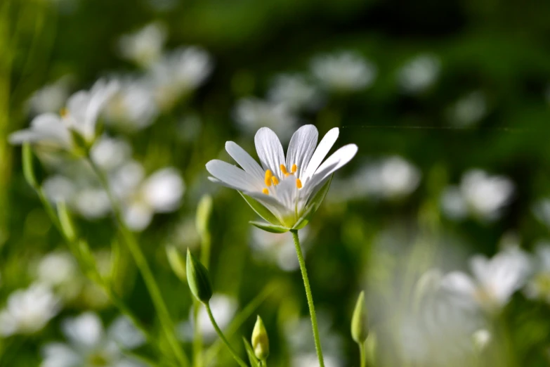 a close up of a single flower surrounded by flowers