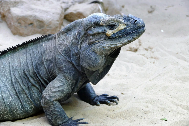 a large black lizard is resting in the sand